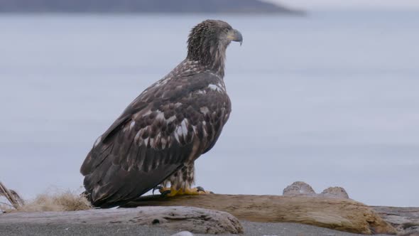 HD Eagle Flies Away From Shore