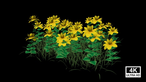 Wide Leaf Flowers Growing alt