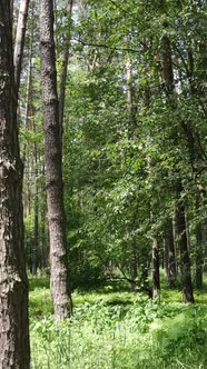 Vertical Video of a Forest with Trees