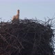 A nest with a small stork - VideoHive Item for Sale
