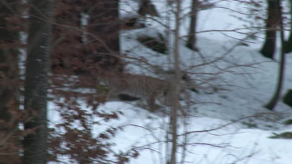 Eurasian Lynx ( Lynx lynx) under trees in a winterly forest