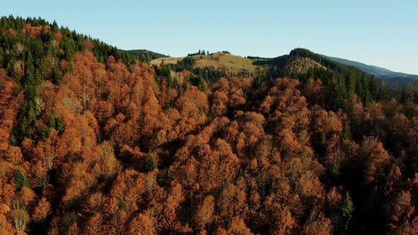 Zoom in Aerial View of Trees with Yellow Leaves Growing on Hill Slope on Sunny Autumn Day in Nature