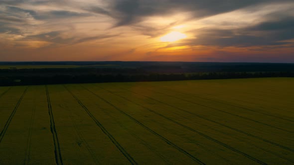 Beautiful Sunset in Rapeseed Field