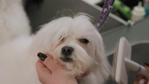 Veterinarian Blowdry a Dog Bichon Bolognese Hair in a Veterinary Clinic
