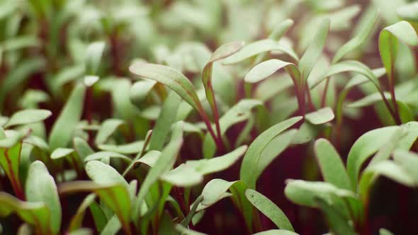 Plant Growing in Time Lapse Beet Seeds Sprouts Germination Spring and Summer Agriculture