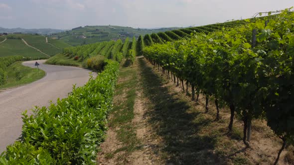 Barbaresco Vineyards Agriculture in Piedmont Italy