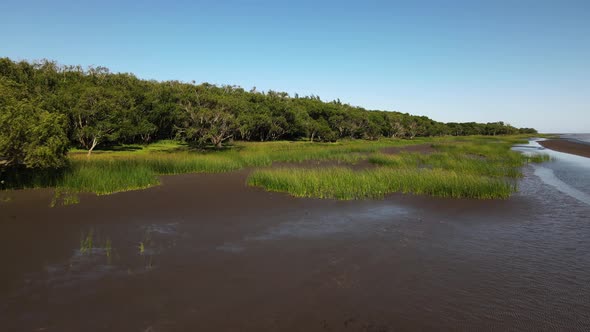 Low aerial of trees, swamp and brown water by bank of Rio de la Plata