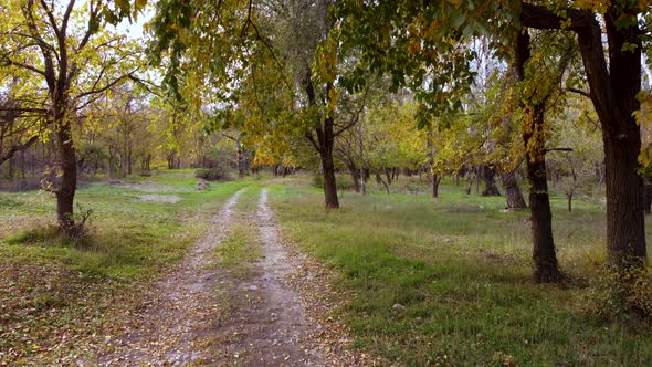 Yellow Leaves And Dirt Road In The Forest