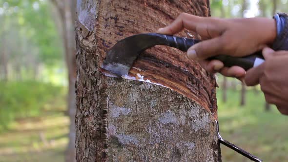 Close up hand tapping latex from a rubber tree 