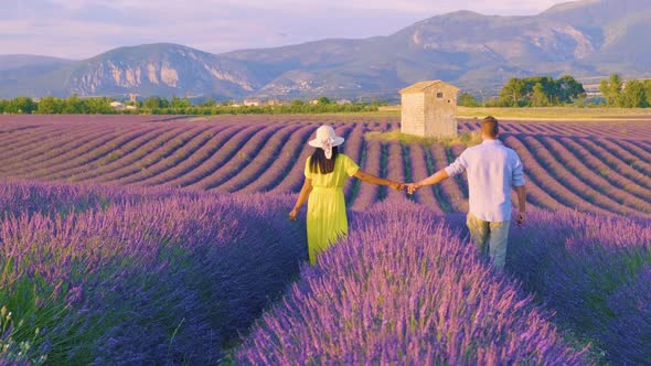 Provence Lavender Field at Sunset Valensole Plateau Provence France Blooming Lavender Fields