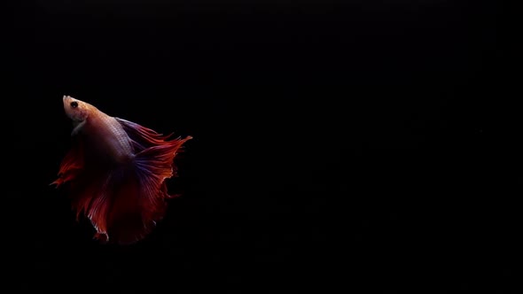 Vibrant and colourful Siamese fighting fish Betta splendens, also known as Thai Fighting Fish or bet