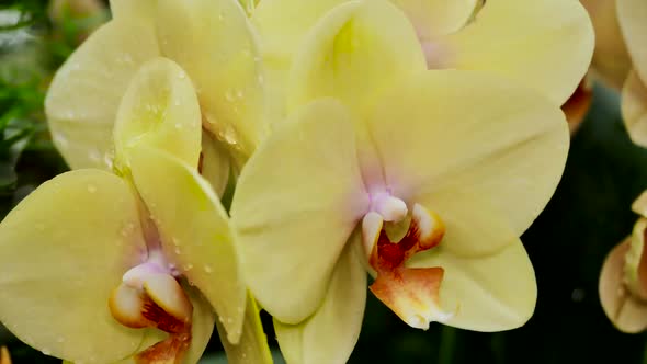 Yellow Orchids In Dew Drops