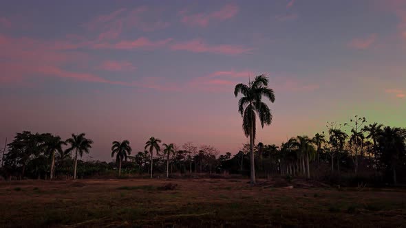 Sunset over palm tree cultivation, sunset timelapse, variations in the colors of the sky