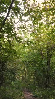 Vertical Video Forest with Trees in the Fall