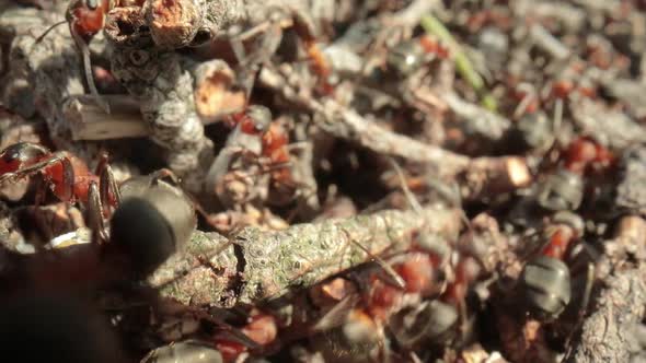 Wild Ant Hill in the Forest Super Macro Closeup Shot