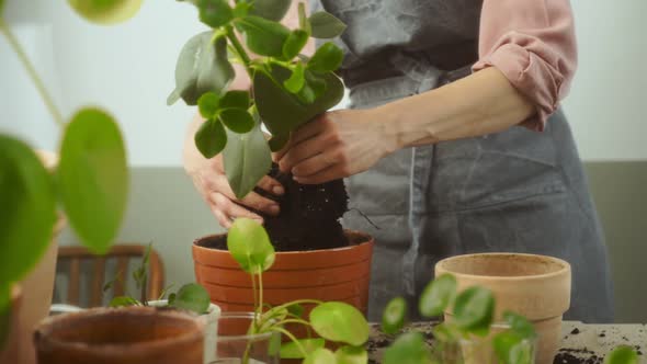 Female gardener uprooting clusia rosea plant