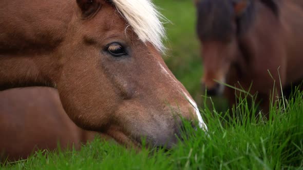 Icelandic Horse in Scenic Nature of Iceland