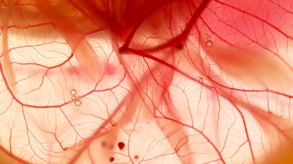 Movement of Blood Through the Blood Vessels of the Circulatory System