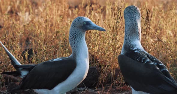 Blue Footed Booby on a mating call in Galapagos Islands