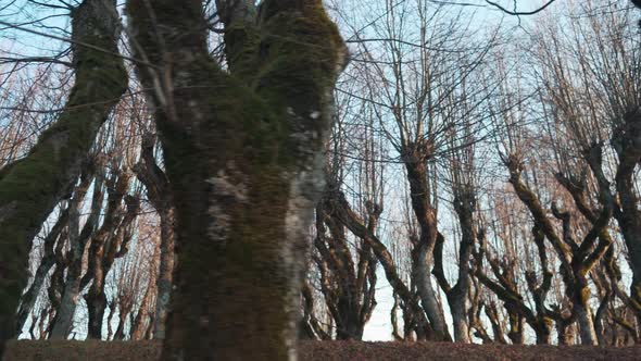 Old Linden Alley, Katvaru Manor Park, Latvia  Looks So Ghostly Spoky Like Fairy Tales. Stedicam Shot