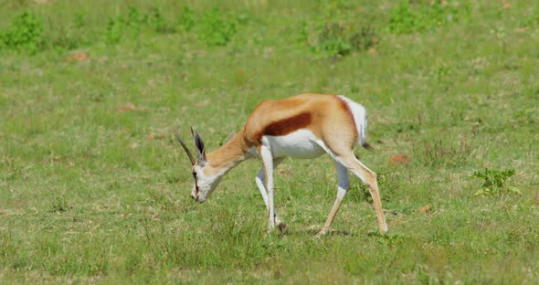 Dorcas Gazelle Grazing and Walking on Grass