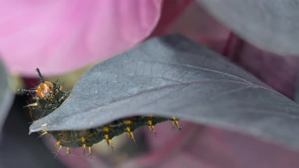 Macro shot of crawling Caterpillar on leaf in nature - Yellow-legged Tortoiseshell in Wildlife - Clo