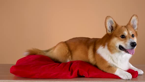 Welsh Corgi Pembroke Posing in the Studio on an Orange Background