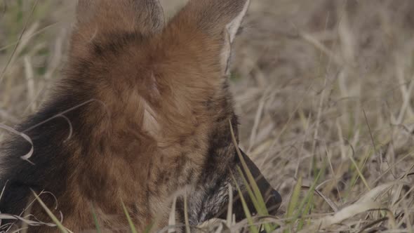 Maned wolf closeup face yawning - eyes nostril and ears in Cerrado Brazil