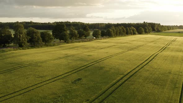 Cereal grass field crop, countryside farm patterns at sunset, aerial view