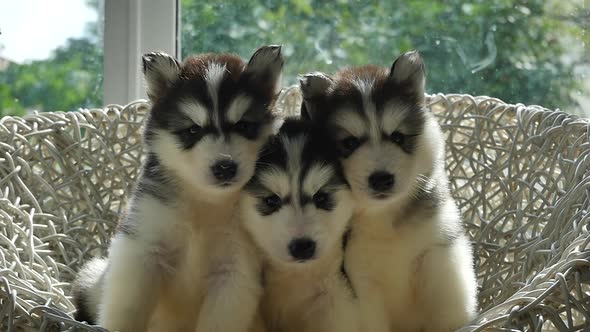 Group Of Siberian Husky Puppies On White Wicker Chair Under Sunlight Slow Motion 