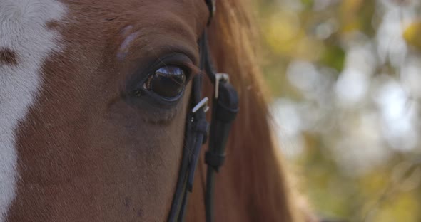 Extreme Close-up of the Eye of Brown Horse with White Facial Markings. Graceful Animal Standing in