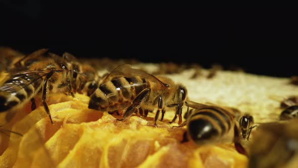 A Striped Yellow Bee Colony Works on the Combs in the Hive