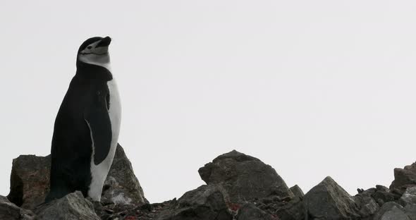 Chinstrap penguin