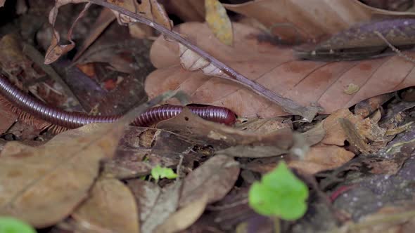 Asian Giant Millipede, Asian Red Millipede crawling on dry leaves, mossy rock at tropical rainforest