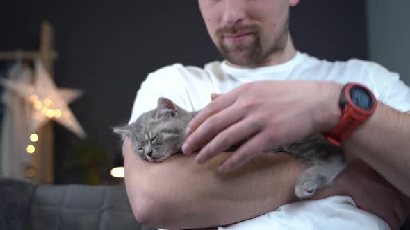 Scottish Straighteared Gray Kitten Sleeps in Arms of Owner of House