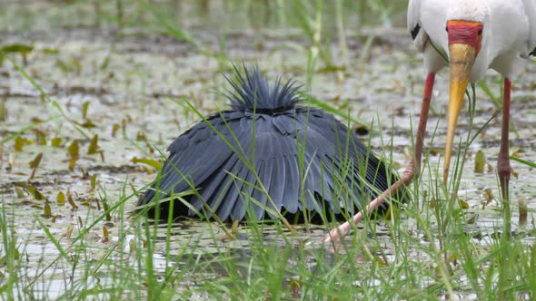 Yellow-billed stork and a black heron hunting for fish