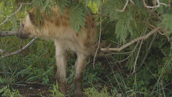 A wild spotted hyena moves its head at kruger national park, South Africa.