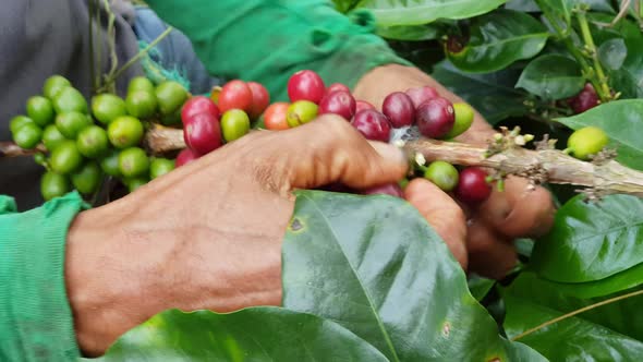 Farmer Picking Coffee from His Plantations