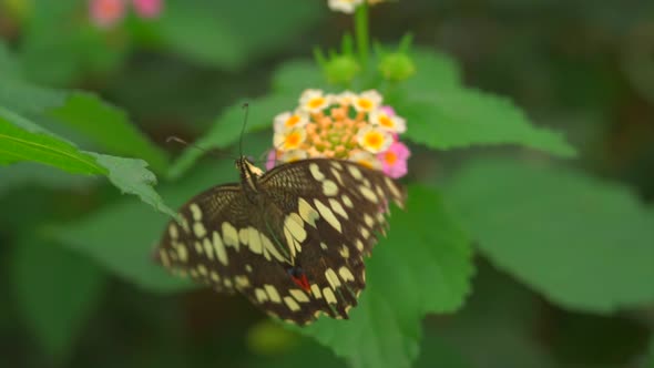 Closeup of specific butterfly with black and yellow color looking after nectar on flower