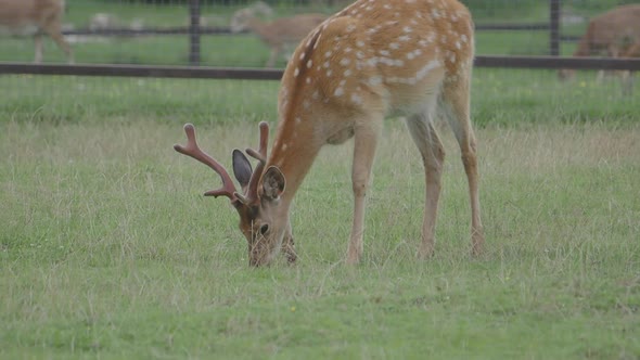Sika Deer, Cervus Nippon Also Known As the Spotted Deer or the Japanese Deer. Ruminant Mammal Is
