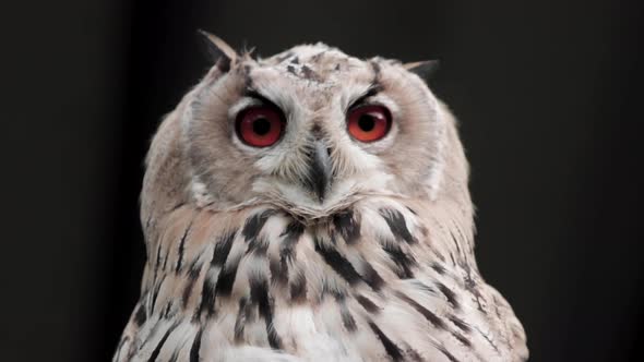 Close-up shot of Male Siberian Eagle Owl