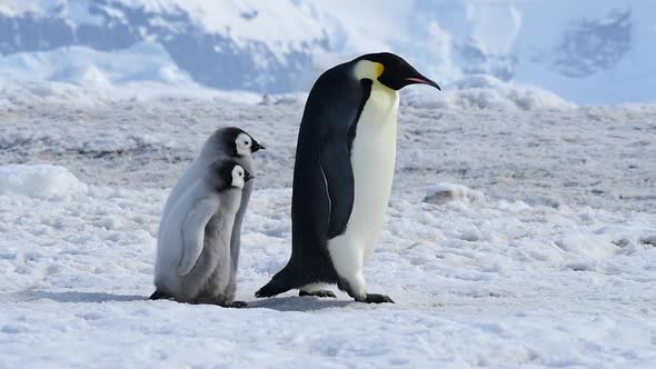 Emperor Penguins with Chicks Close Up in Antarctica