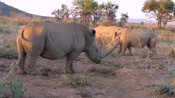 Three White Rhinoceros forage in arid landscape of Madikwe, S Africa