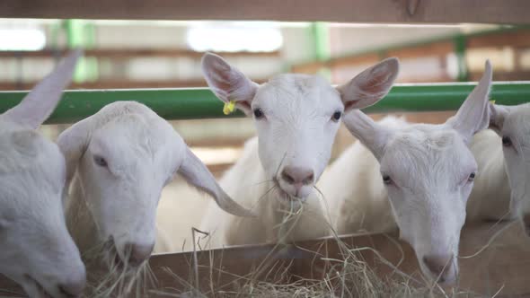 Goats Are Standing Behind a Fence of a Farm.