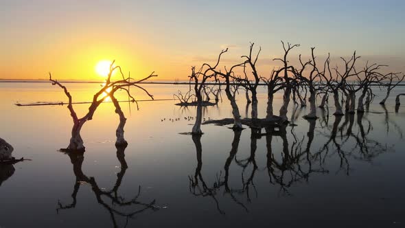 Perfect water surface reflection of dead twisty trees in flooded town, sunset