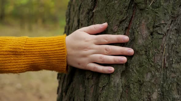 Woman Hand with Small Wound Strokes Old Pine Tree Trunk