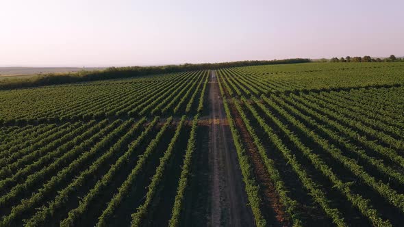 Green Vineyard Summer  Large Plantation Rows Grapebearing Vines Grown Winemaking