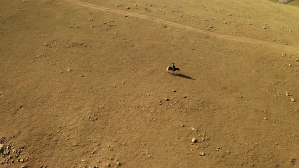 Horse rider alone galloping towards yurt in mongolian steppe in sunny daytime, aerial dolly