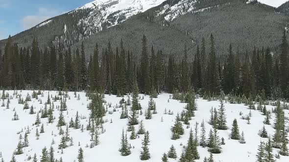 Pine Forest At Foot Of Rockies