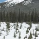 Pine Forest At Foot Of Rockies - VideoHive Item for Sale
